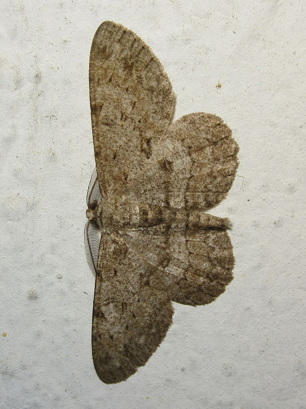 Geometridae da identificare - Hypomecis punctinalis